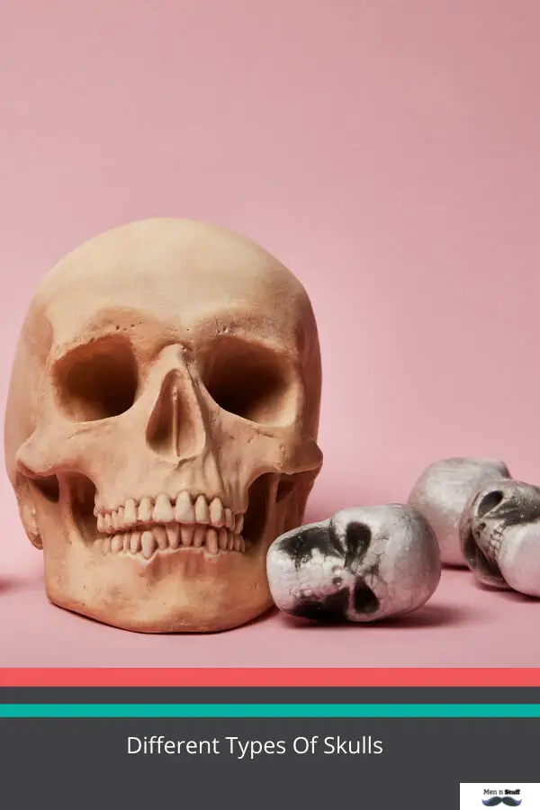 Types Of Skulls